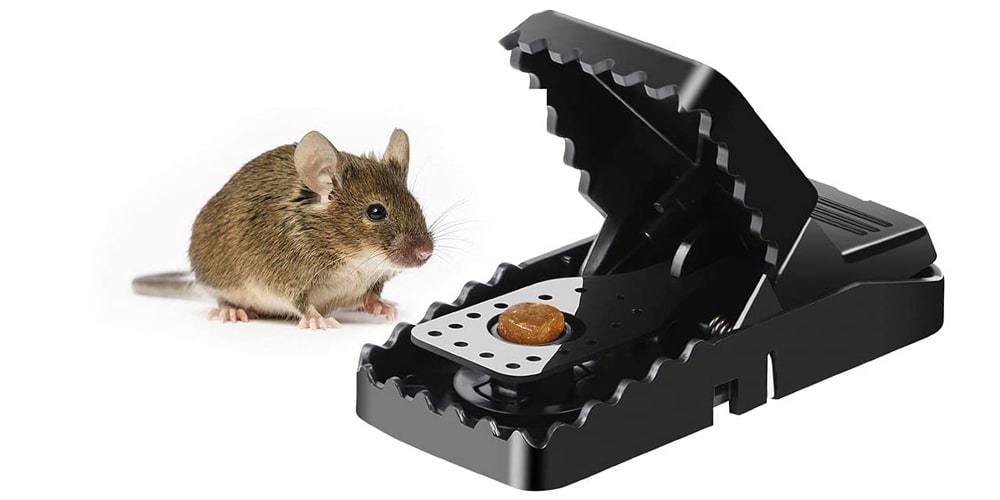 The 10 Best Mouse Traps Of 2021 2022 Best Wiki