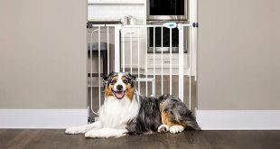 Best dog gate